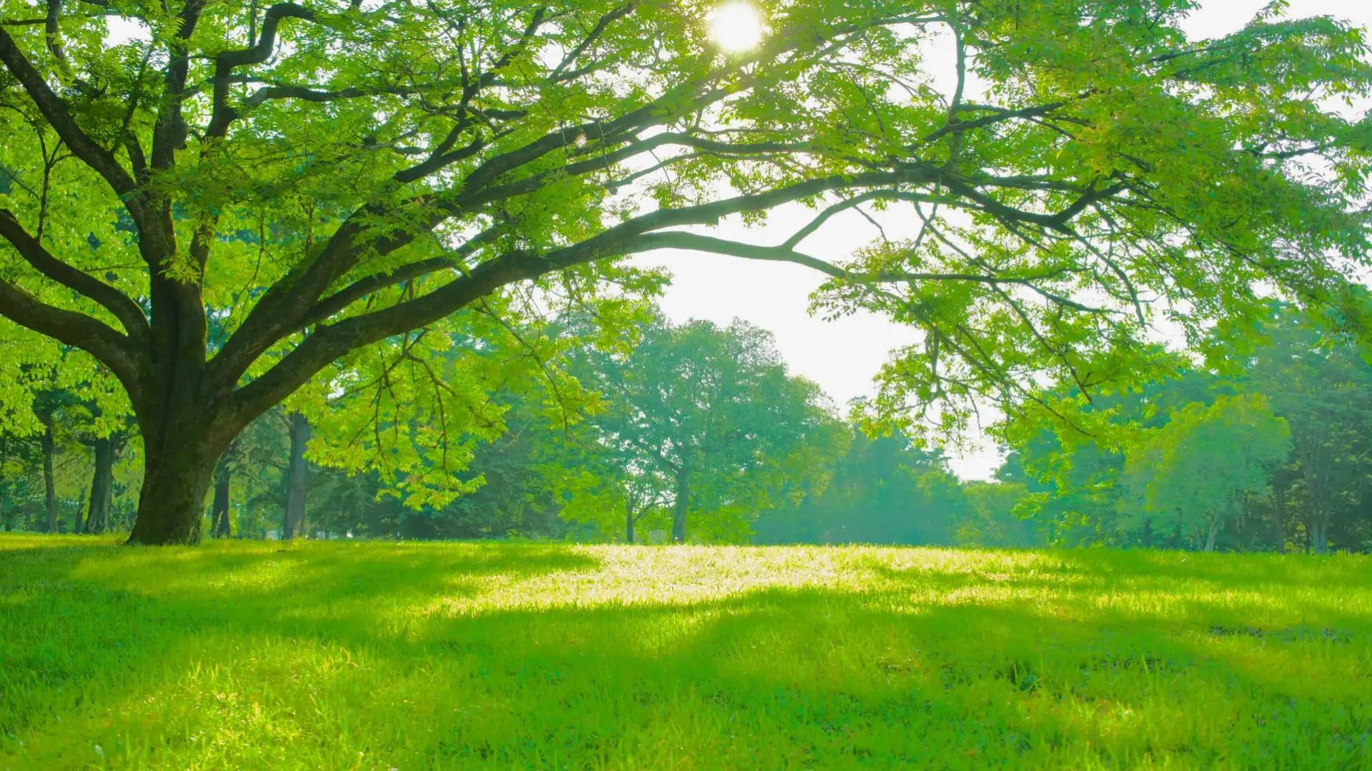 landscape tree slider 1080