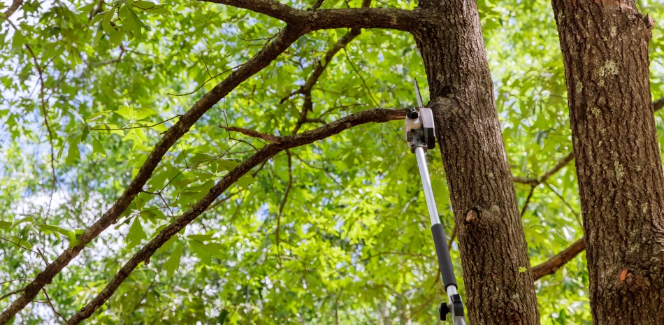 tree trimming services