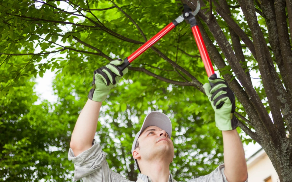 tree trimming web