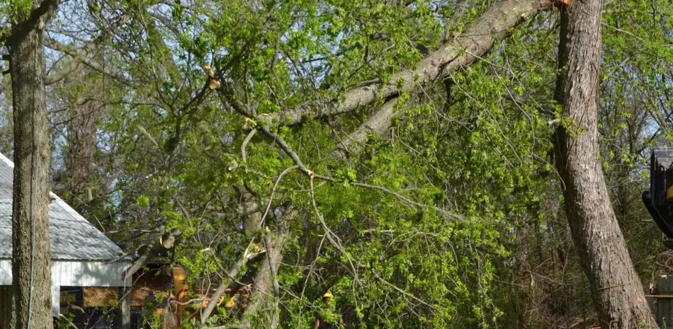 A large tree with fresh green leaves has split near the top and leaned over, partially on the ground.